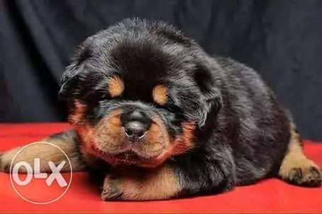 Imported rottweiler clearance puppies for sale