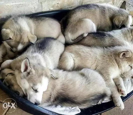 olx husky puppies for sale